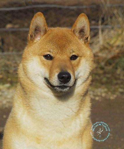 Shiba 9T060D-009.JPG